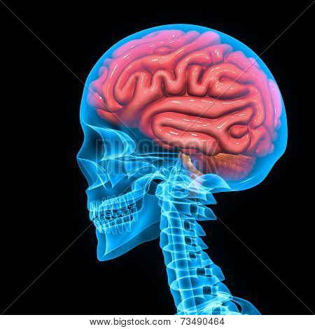 Human Brain