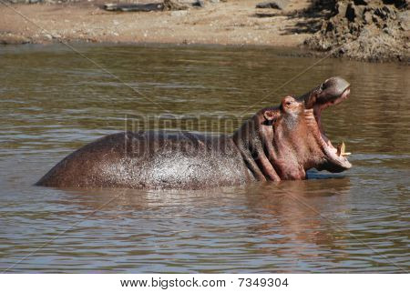 Dånande Hippo