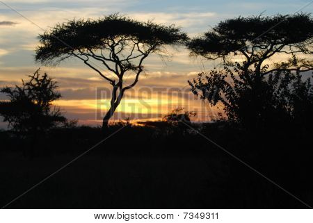 Serengeti Sunset