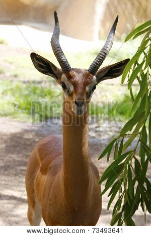 A beautiful gazelle