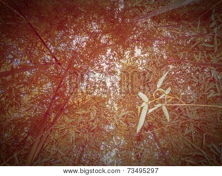 Retro Look Bamboo Plant