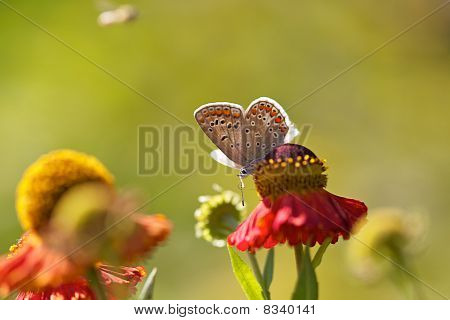 Sommerfugl på farverig blomst