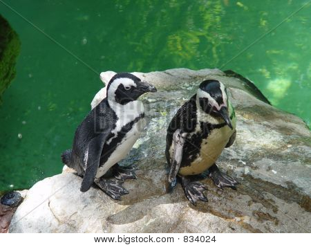 Pinguïn Pals