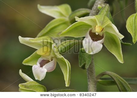 Elleborine viola - Epipactis purpurata