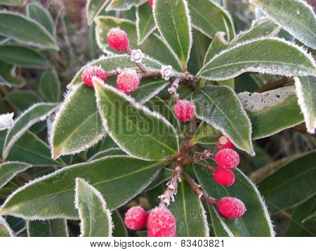 Frozen Skimmia