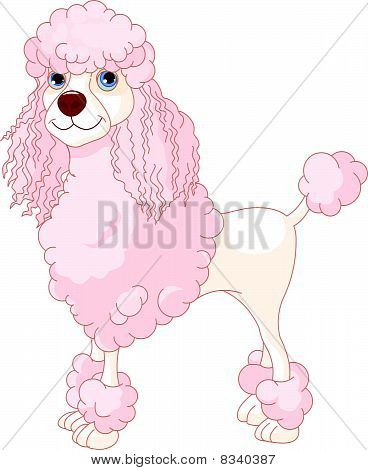 Pink Poodle
