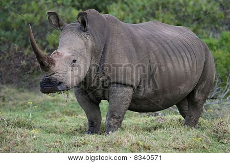 white Rhino-Porträt