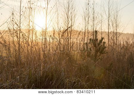 Misty Tree Branches In Bright Sunlight