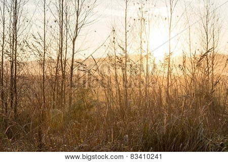 Misty Tree Branches In Bright Sunlight