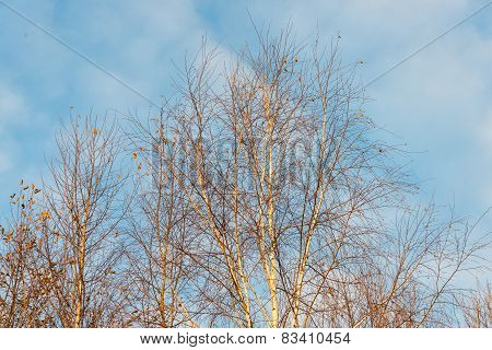 Misty Tree Branches In Bright Sunlight