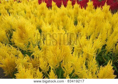 Celosia Argentea Blossom