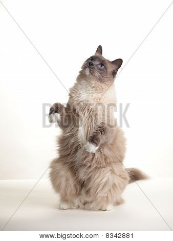 Katzen-Serie ragdoll