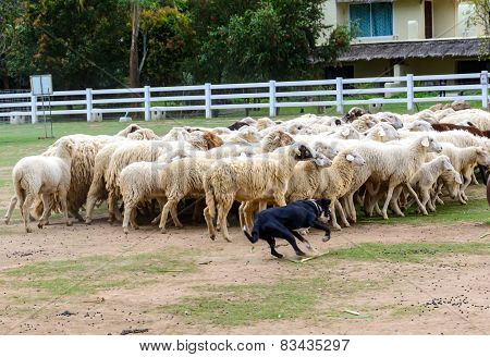 Sheep Dog Herding