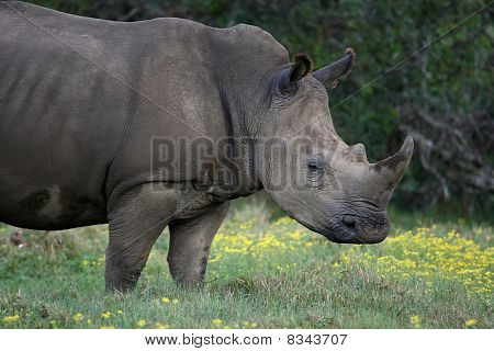 white Rhino-Porträt