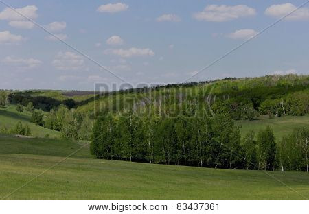 Birch grove in the gully