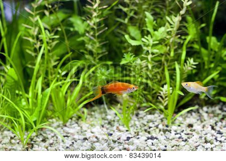 Aquarium Swordtail And Molly