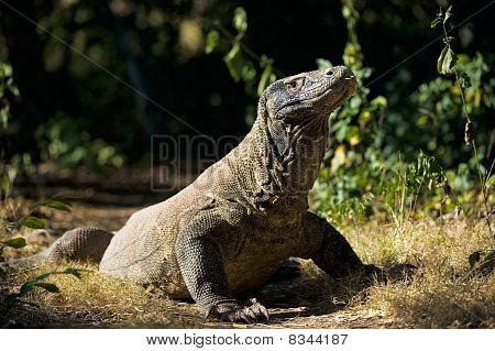 Varanus nebulosus.