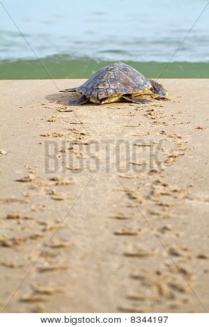 Tomppeli merikilpikonnien (Caretta caretta)