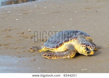 Tomppeli merikilpikonnien (Caretta caretta)
