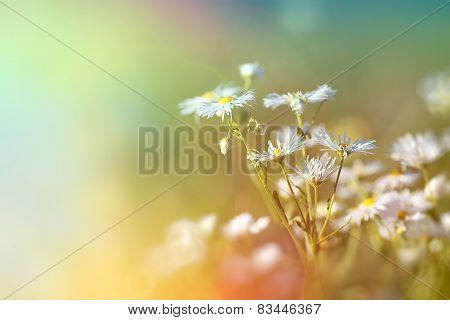 Daisy flowerng - blooming
