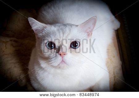 White Exotic Short Hair Cat Lying Down On A Carpet