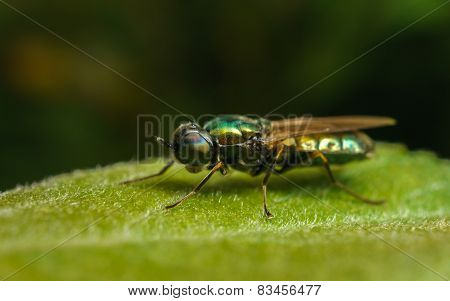 Black-Horned Gem Soldier Fly on a green leaf