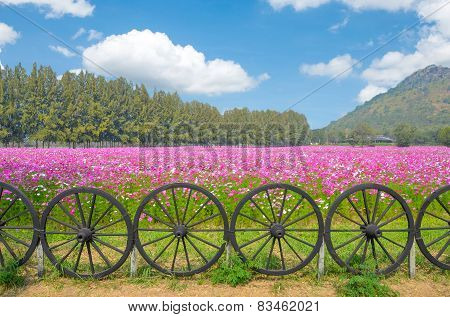 Cosmos Colorful Flower In The Field