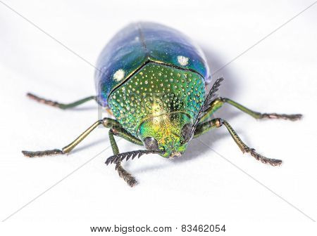 Insects