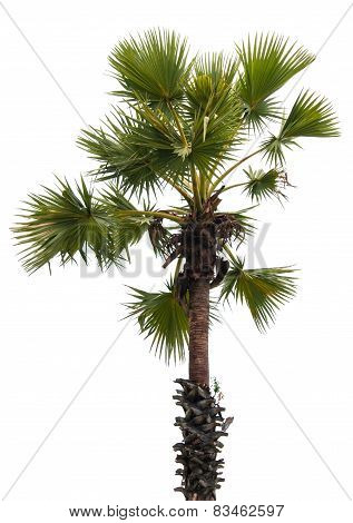 plam tree with isolate on white background.