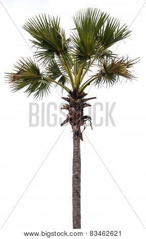 Plam Tree On Isolate White Background
