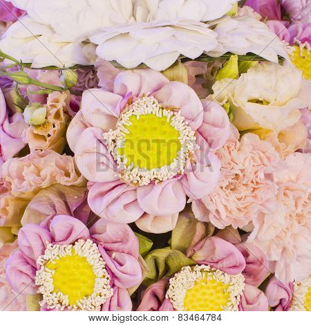 Pink Lotus Flowers Background