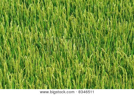 Green  Leaves Of Rise