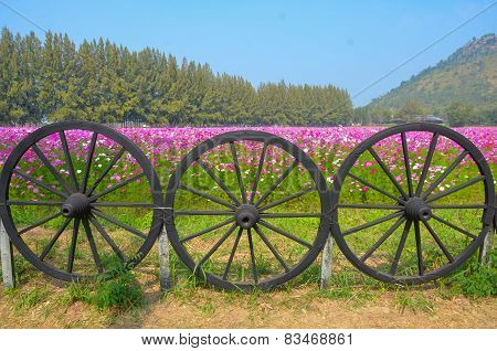 Cartwheel And Cosmos Colorful Flower In The Field