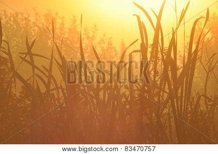 Water Truncheons. Seeds Carried By The Sun On The Wetlands.