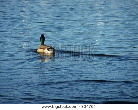 Eenzame Duck