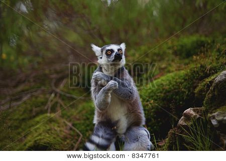 Lemur