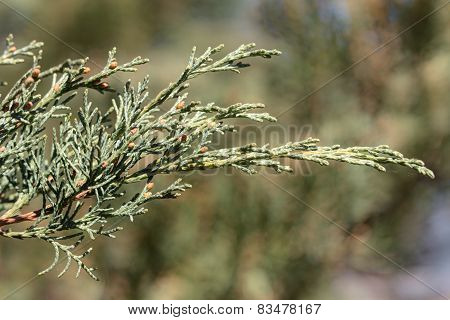 Juniperus Sargentii