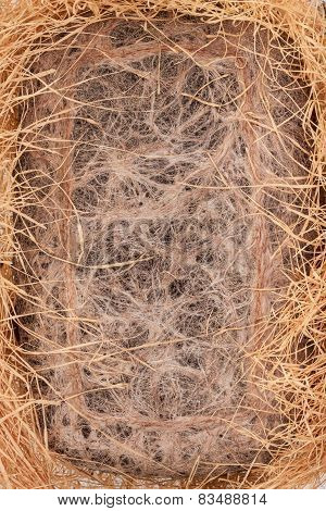 Dried Wheat Roots Background