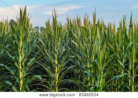 Corn Stalks