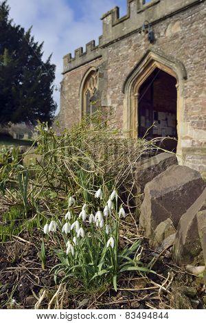 Snowdrops In Churchyard