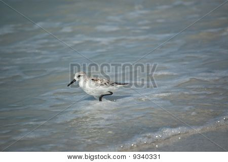 ザンデル リンクの海岸
