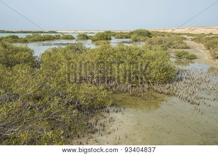 White Mangrove Trees In A Tropical Lagoon