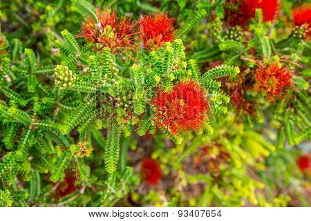 Sand Bottlebrush Red Flower In Kings Park And Botanical Gardens