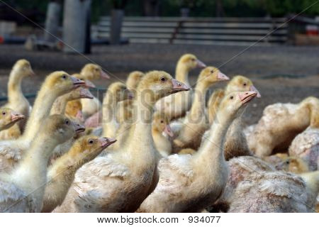 Gans-Farm