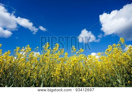Canola Field
