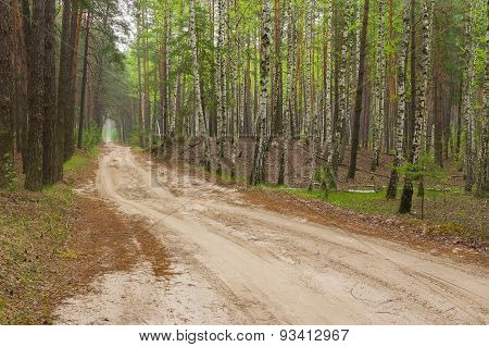 Sandy road in mixed forest at spring season