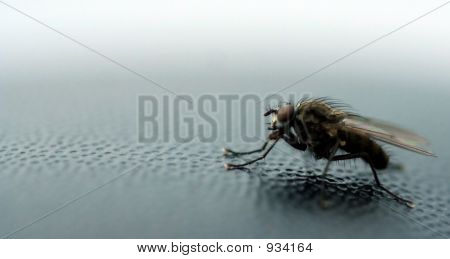 Fliegen