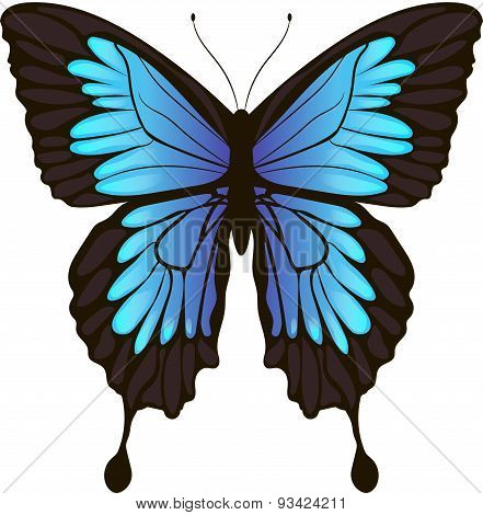 Morpho butterfly