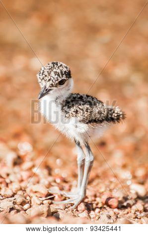 Lapwing Chick