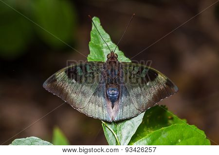 Powdered Baron Or Malay Baron Butterfly